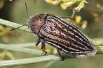 julodis-onopordi-sommeri2-foto-martinez