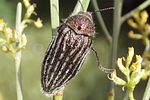 julodis-onopordi-sommeri4-foto-martinez