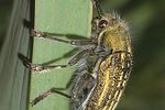 julodis-onopordi2-foto-rodenkirchen