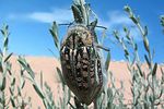 julodis-syriaca-palmirensis-foto-preiss