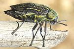 julodis-yveni-foto-dvorak