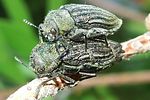julodis-yveni-paar2-foto-dvorak