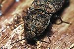 lacon-lepidopterus-detail-foto-polacek