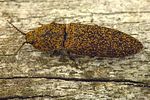 lacon-lepidopterus-foto-krejcik