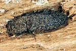 lacon-lepidopterus-foto-polacek