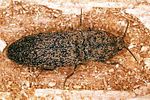 lacon-lepidopterus-foto3-polacek
