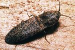 lacon-lepidopterus-foto5-polacek