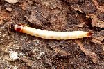 lacon-lepidopterus-larva-foto-blanc