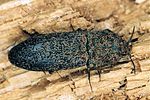 lacon-lepidopterus2-foto-polacek