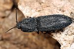lacon-punctatus-foto-fjkoehler