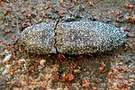 lacon-punctatus-foto-wrose