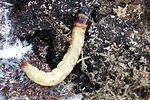 lacon-punctatus-larva-foto-martinez