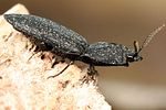 lacon-punctatus2-foto-fjkoehler