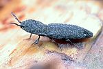 lacon-punctatus2-foto-keresztes