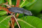 lacon-punctatus3-foto-keresztes