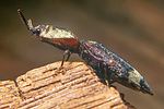 lacon-querceus-foto-koehler