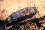 lacon-querceus2-foto-koehler