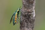 lamprodila-decipiens2-foto-roessler