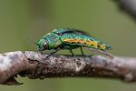 lamprodila-decipiens6-foto-roessler