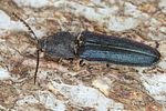 limoniscus-violaceus--foto-koehler