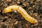 limoniscus-violaceus-dev1-foto-gouix