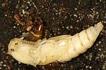 limoniscus-violaceus-dev2-foto-gouix