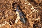 limoniscus-violaceus-dev4-foto-gouix
