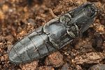 limoniscus-violaceus-dev5-foto-gouix