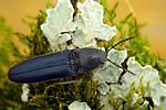 limoniscus-violaceus-foto-krejcik