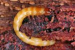limoniscus-violaceus-larva2-foto-koehler
