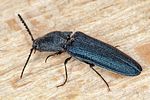 limoniscus-violaceus2--foto-koehler