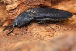 limoniscus-violaceus2-foto-gouix