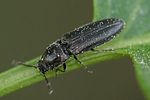 limonius-minutus-foto-brueckner