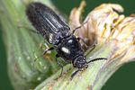 limonius-minutus-foto-weidlich