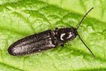 limonius-poneli2-foto-altmann