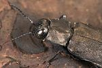 melanophila-acuminata-detail2-foto-weidlich