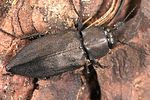 melanophila-acuminata3-foto-weidlich