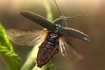 melanotus-brunnipes-flug-foto-koehler