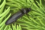 melanotus-castanipes-female-foto-rydzi