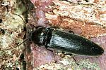 melanotus-castanipes-foto-polacek
