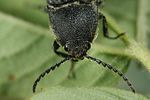 melanotus-punctolineatus-detail-foto-koehler