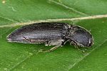 melanotus-punctolineatus-foto-weidlich