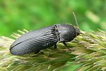 melanotus-punctolineatus2-foto-auer