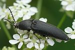 melanotus-punctolineatus4-foto-auer