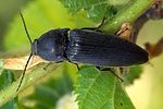 melanotus-tenebrosus-foto-kamin