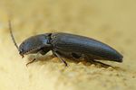 melanotus-tenebrosus-foto-weisenboehler