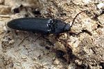 melanotus-villosus-foto-wmueller