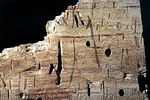 melasis-buprestoides-frass-foto-cymorek
