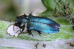 meliboeus-amethystinus-foto-martinez