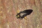 meliboeus-fulgidicollis-foto-rose